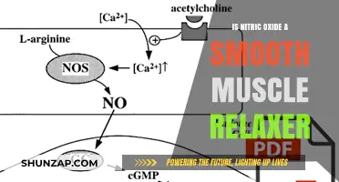 Nitric Oxide's Role in Smooth Muscle Relaxation: A Comprehensive Guide