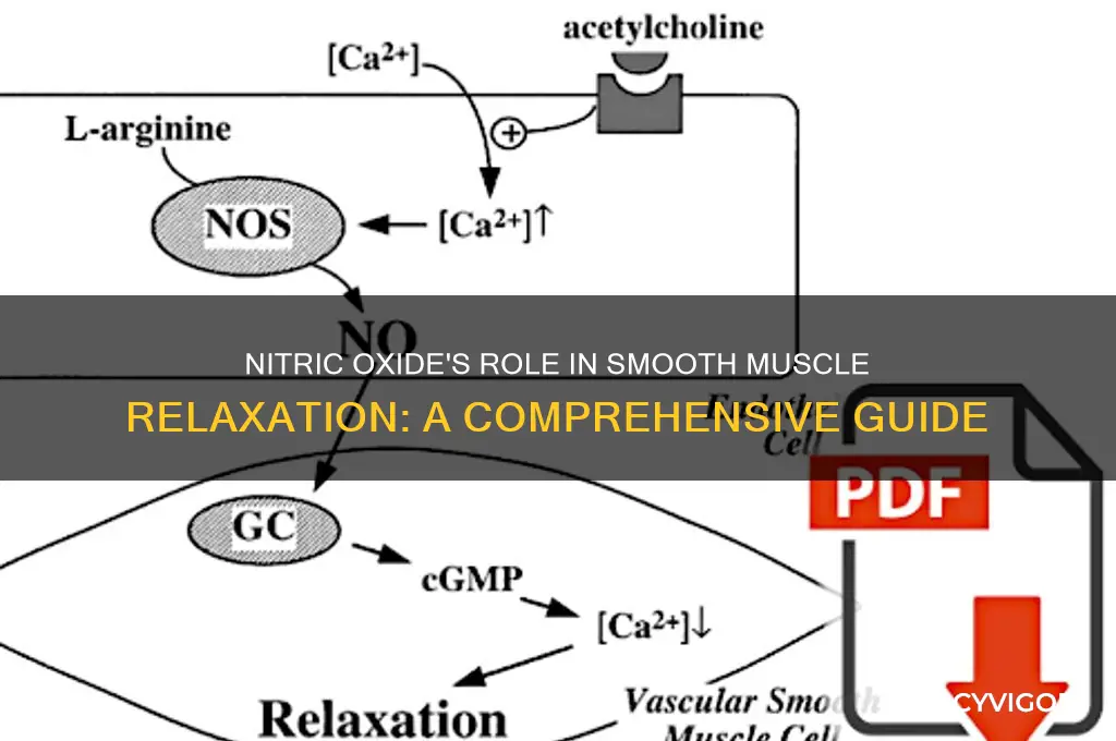 is nitric oxide a smooth muscle relaxer