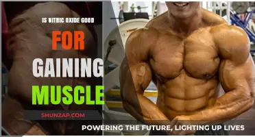 Nitric Oxide and Muscle Gain: Benefits, Myths, and Effective Use