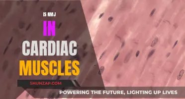 The Cardiac Muscle Mystery: Unveiling NMJ's Presence