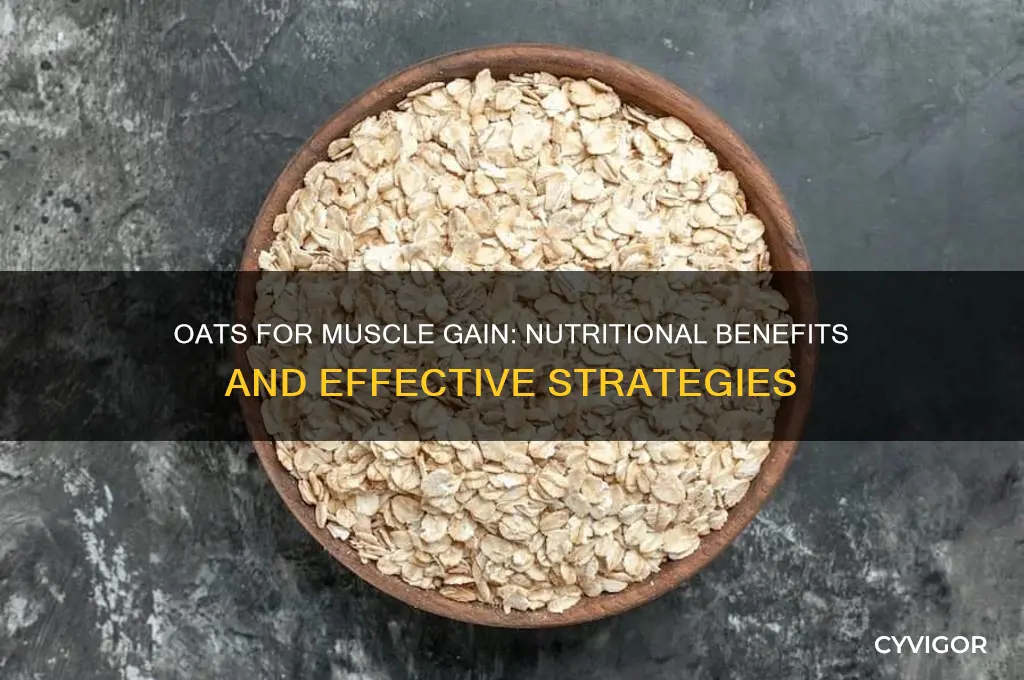 is oats good for muscle gain