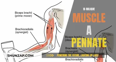 Oblique Muscle Structure: A Unique Pennate Design
