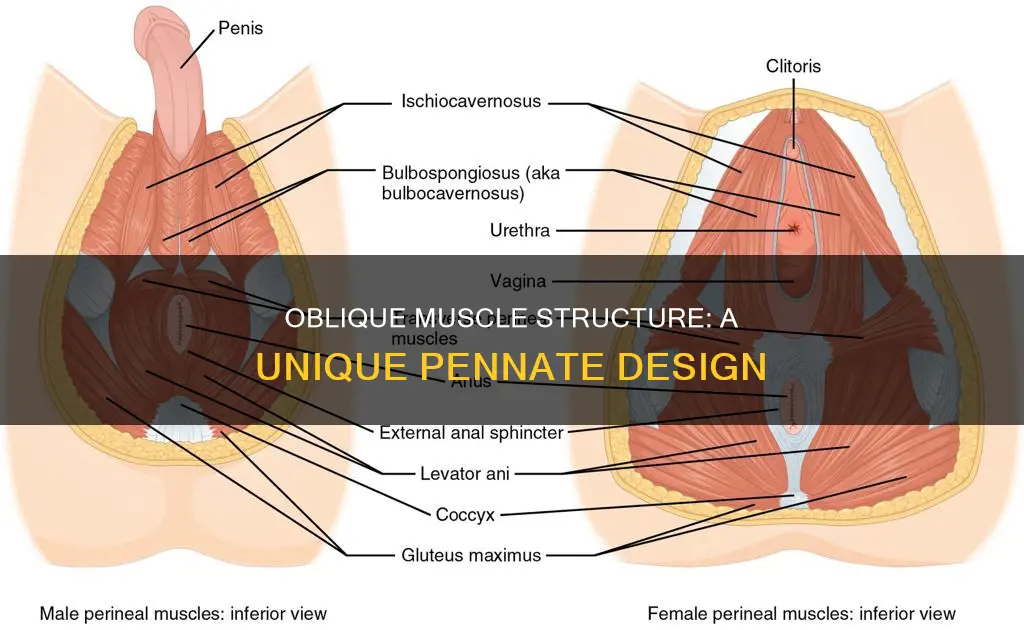 is oblique muscle a pennate
