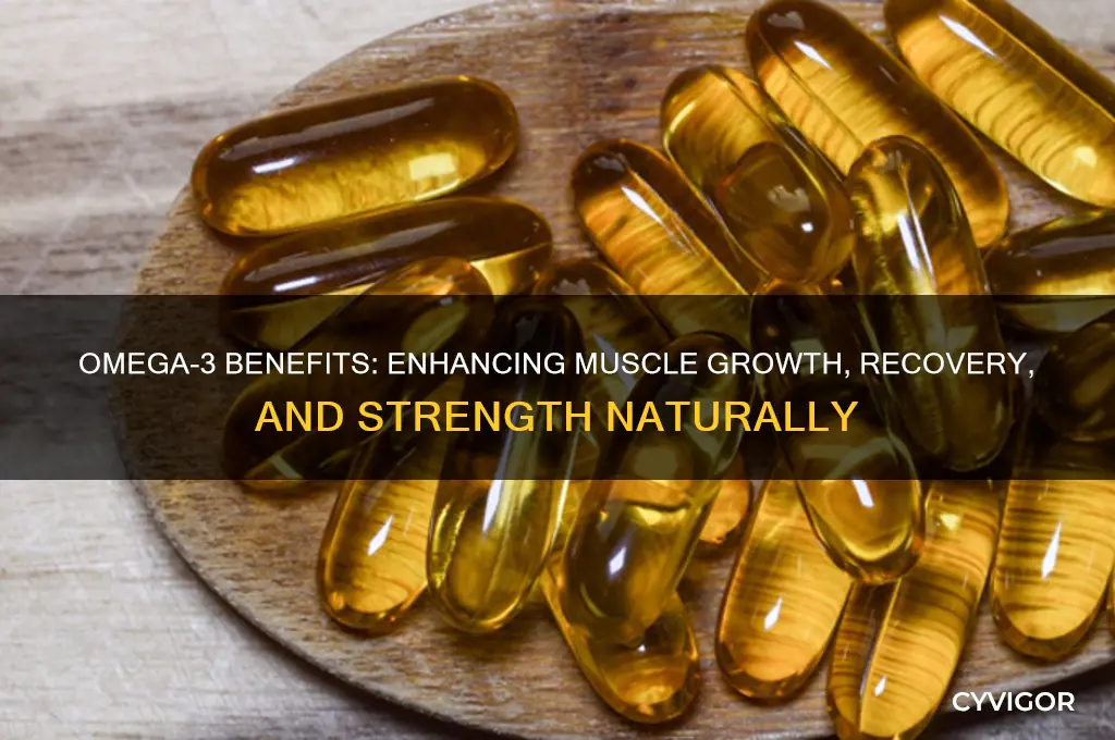 is omega 3 good for muscles