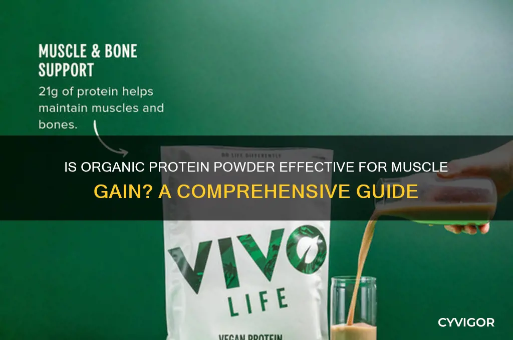 is organic protein powder good for muscle gain
