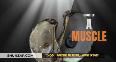 Oyster's Muscular Mystery: Unveiling the Tissue Truth