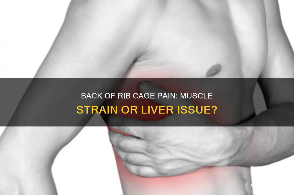 is pain back of rib cage muscle related or liver