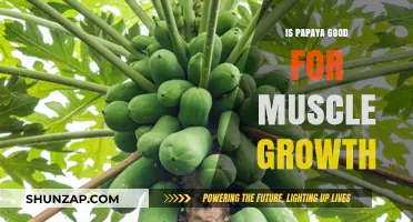 Papaya's Role in Muscle Growth: Benefits and Nutritional Insights