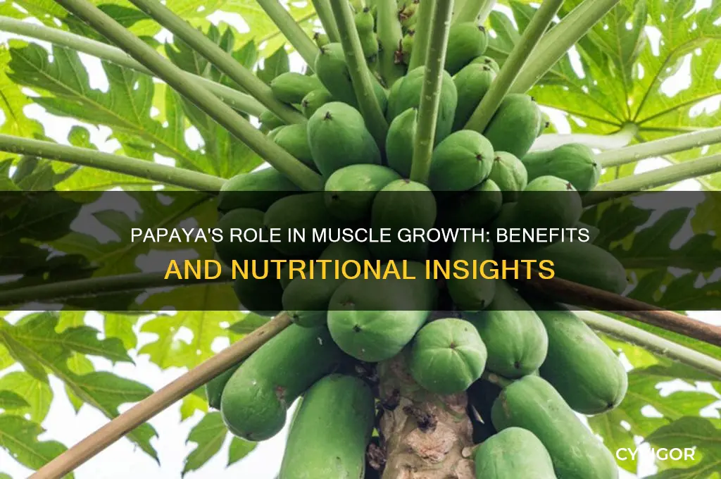 is papaya good for muscle growth