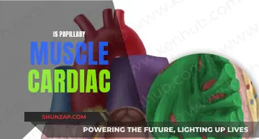Papillary Muscle: Critical Cardiac Component Explained