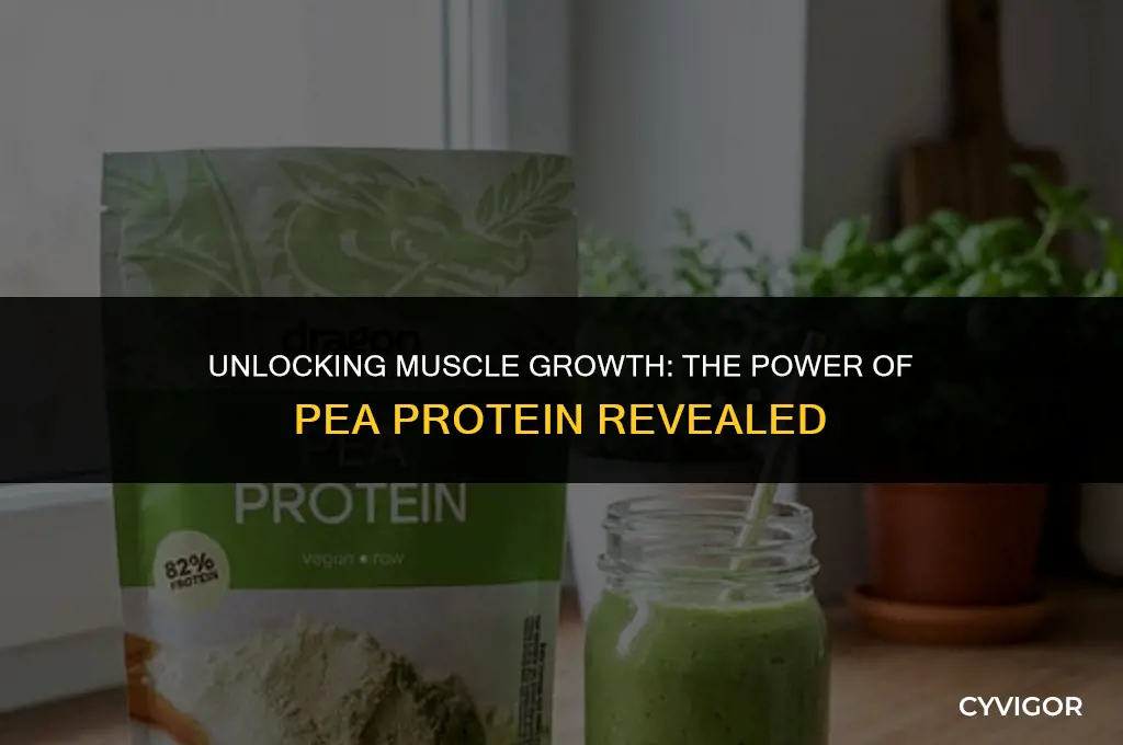 is pea protein good for muscle growth