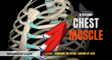 Pectoral Muscle: The Chest's Powerhouse