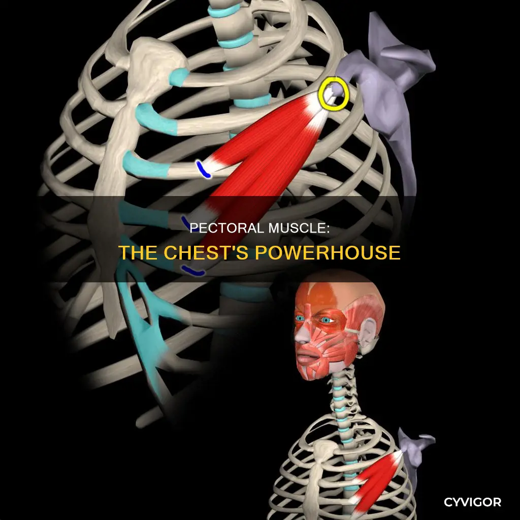 is pectoral chest muscle