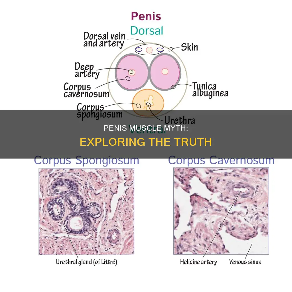 is penis a muscl