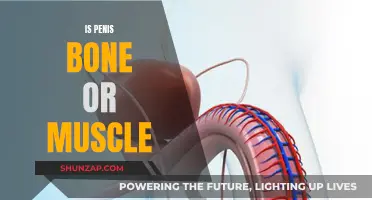 What is the Penis: Bone or Muscle?