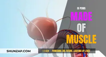 The Penis: Muscle or Not?