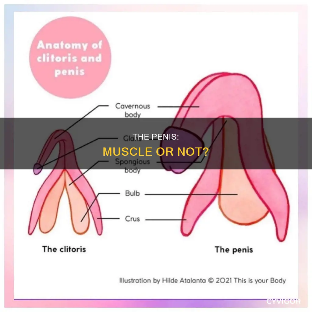 is penis made of muscle