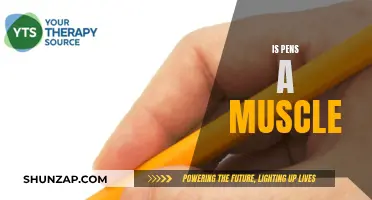 Writing Instruments and Muscles: An Unlikely Comparison