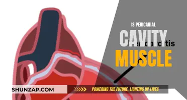 The Pericardial Cavity: A Muscular Protector of the Heart