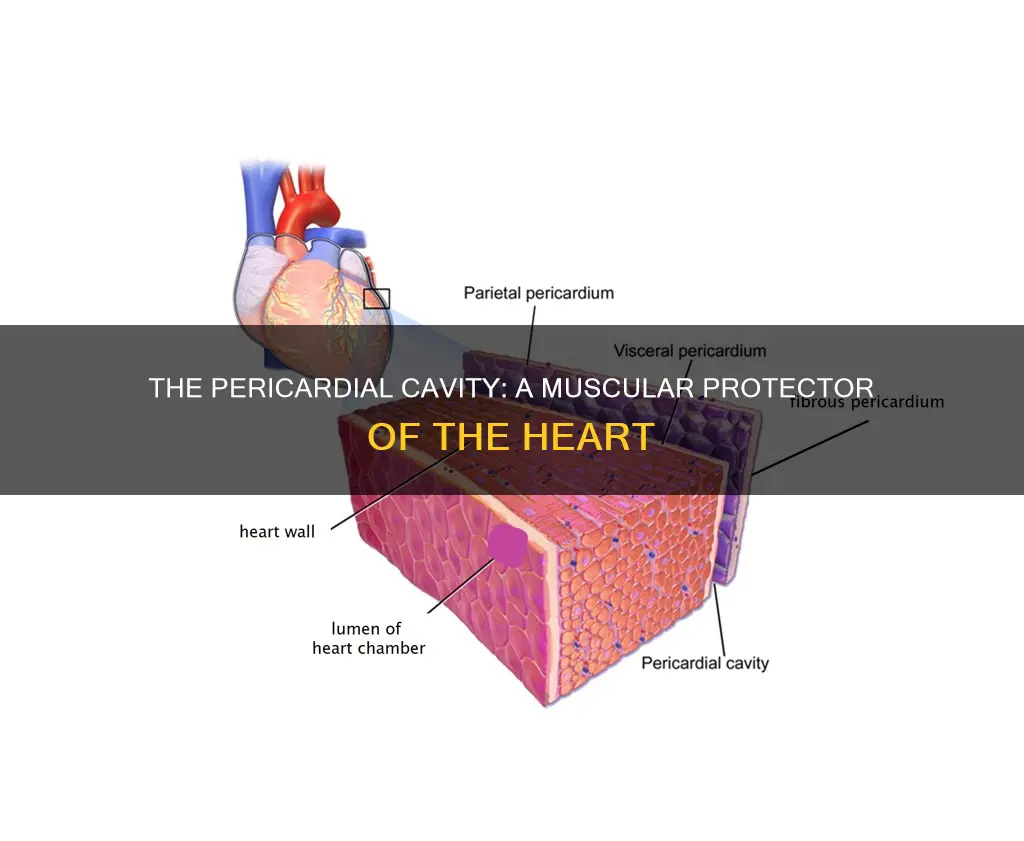 is pericadial cavity muscle