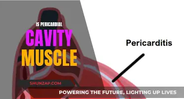Pericardial Cavity: A Muscular Barrier Protecting the Heart