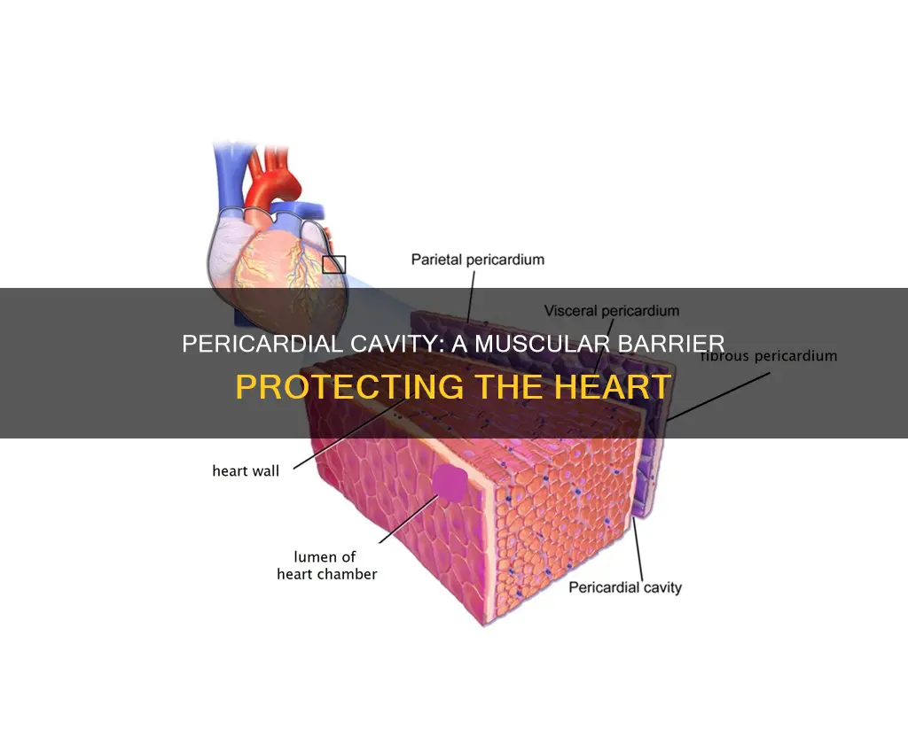 is pericardial cavity muscle