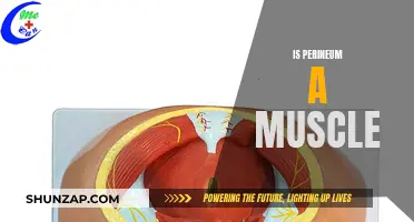 Perineum: Exploring the Muscular and Non-Muscular Components