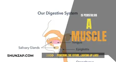 Peristalsis: Muscles' Unseen Dance for Digestion