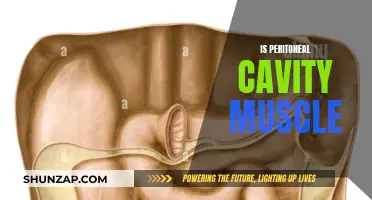 Peritoneal Cavity: Muscle or Membrane?