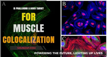 Exploring Phalloidin's Potential in Muscle Colocalization Studies