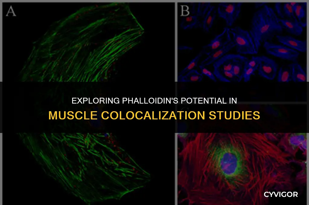 is phalloidin a good target for muscle colocalization