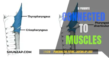 The Muscular Connection: Pharynx and its Muscles