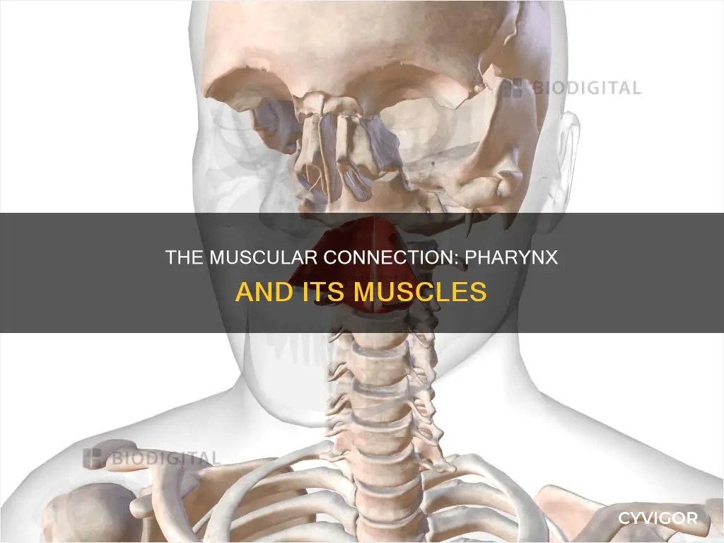 is pharnyx connected to muscles
