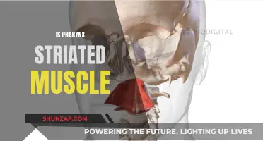 Pharynx Muscles: Striated or Not?