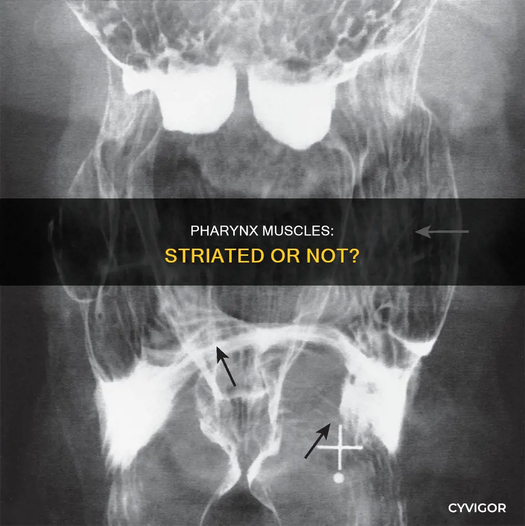 is pharynx striated muscle