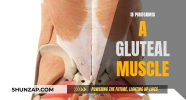 Piriformis Muscle: Part of the Gluteal Group?