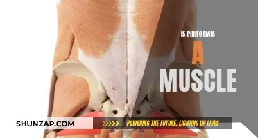 Piriformis Muscle: What You Need to Know