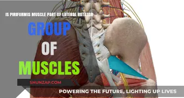 Is the Piriformis Muscle a Lateral Rotator? Exploring Its Role