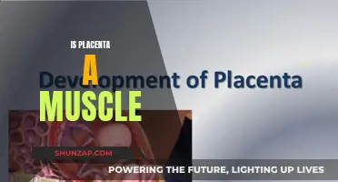 The Placenta: Muscle or Not?