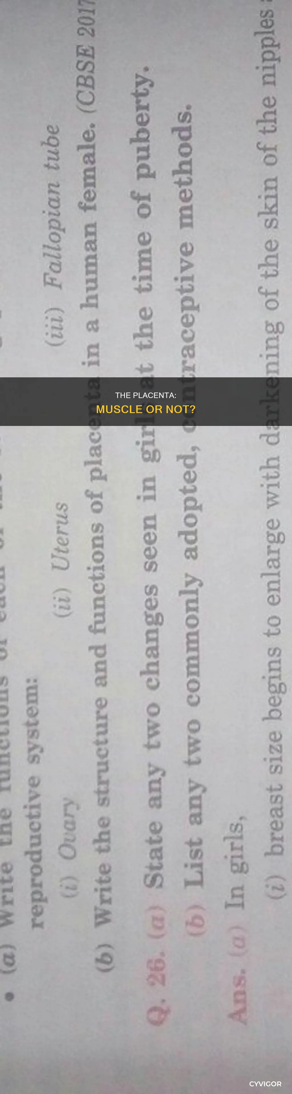 is placenta a muscle