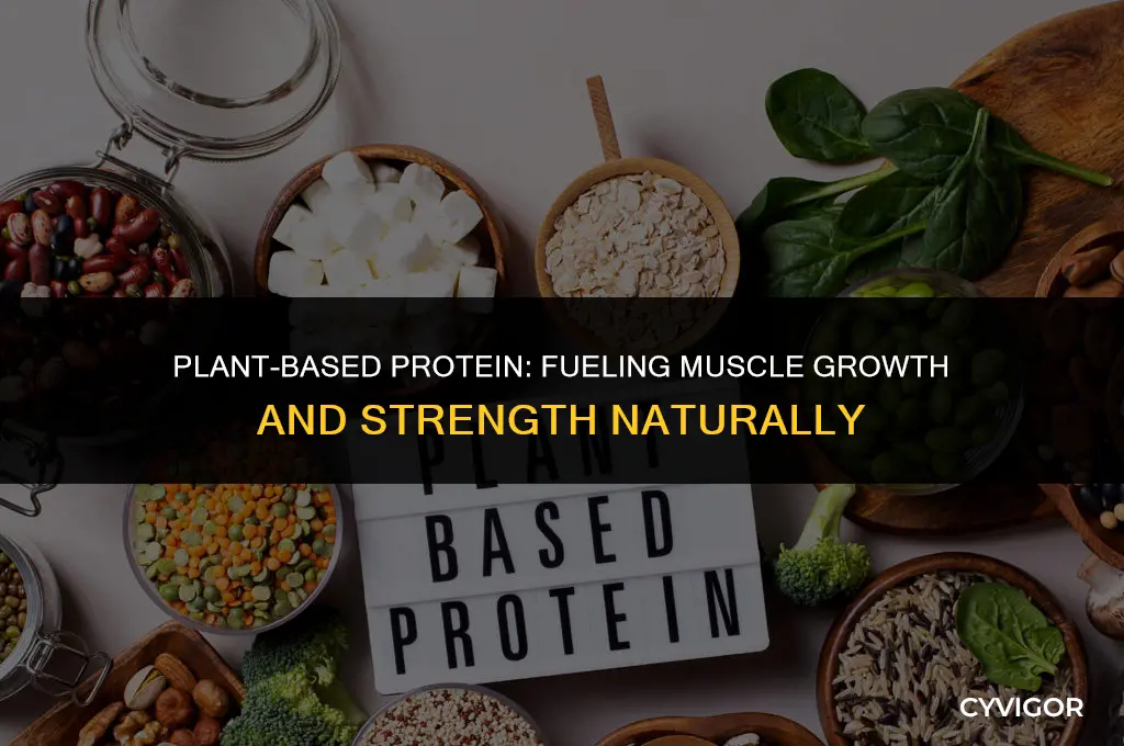 is plant based protein good for muscle growth