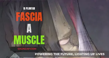 Plantar Fascia Tissue: Is It a Muscle?