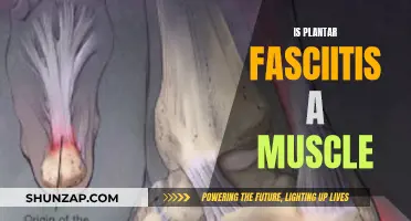 Plantar Fasciitis: Understanding the Tissue and Its Inflammation