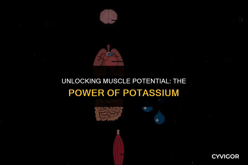 is potassium good for muscles