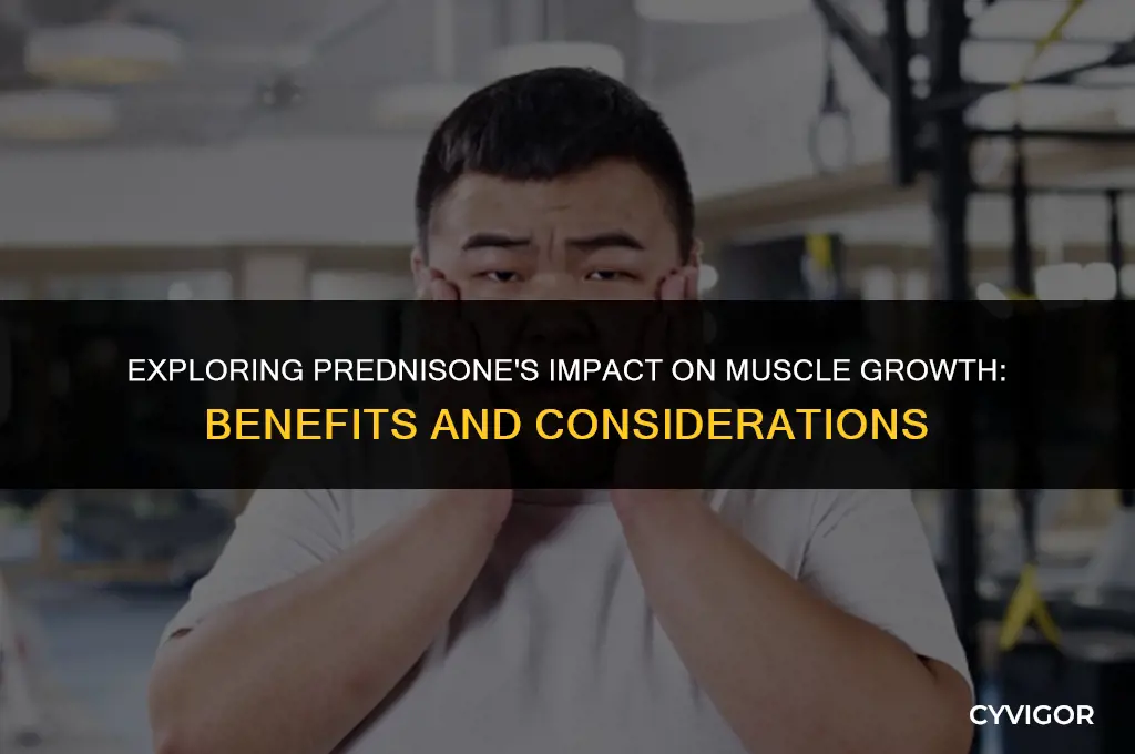 is prednisone good for muscle growth