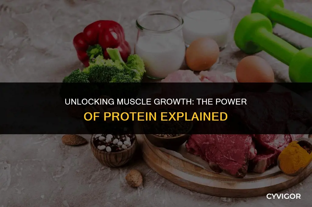is protein good for muscle building