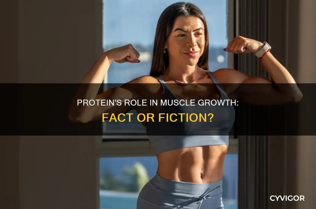 is protein good for muscle growth
