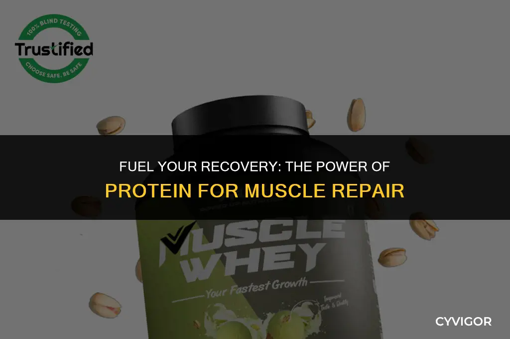 is protein good for muscle recovery