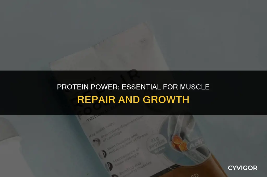 is protein good for muscle repair