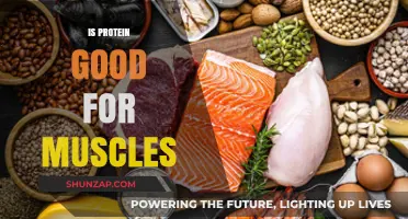 Fuel Your Muscles: The Power of Protein for Strength and Recovery